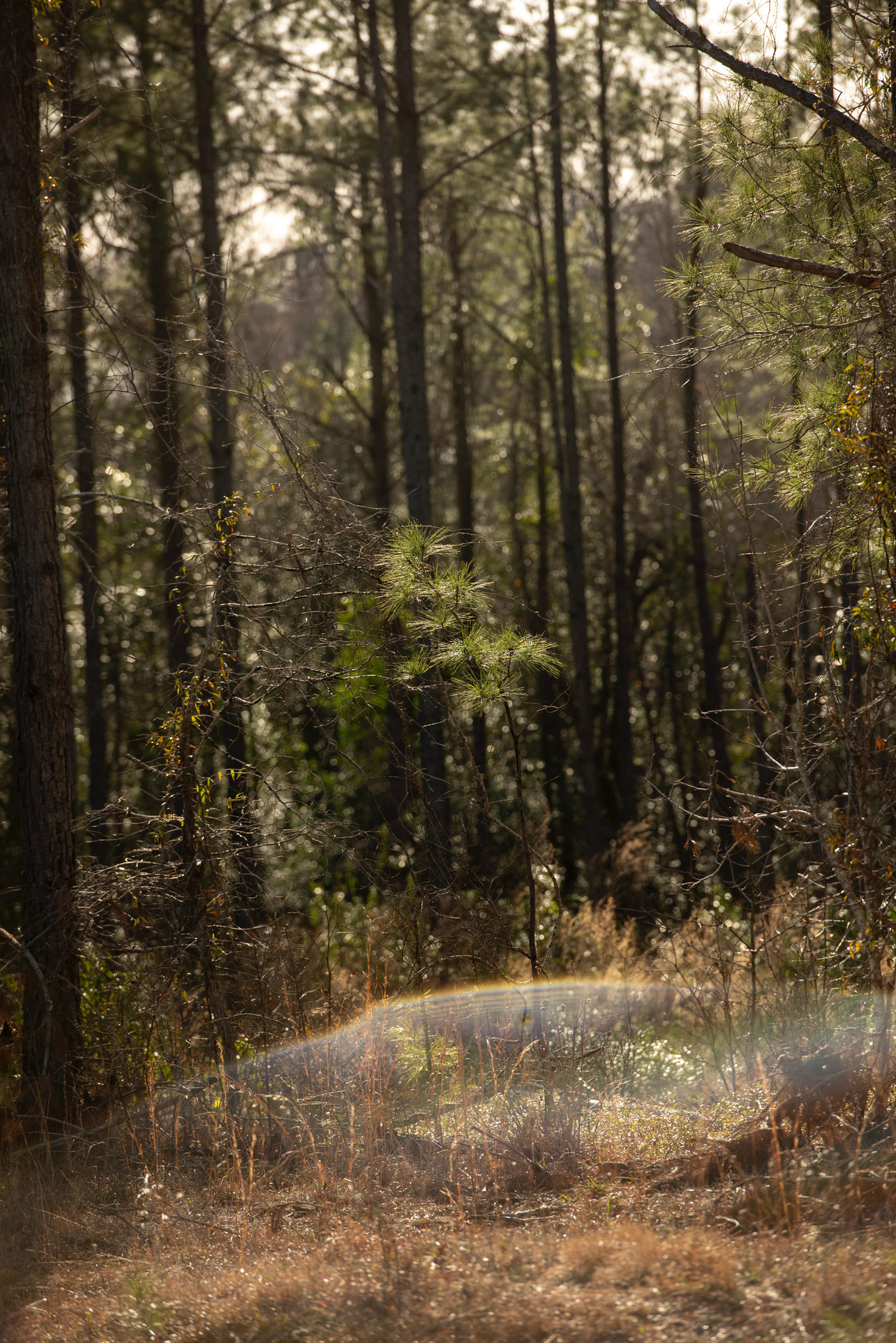 April 2025 Events, Resources and Volunteer Opportunities in Pamlico County, NC